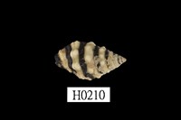 藏品(斑馬峨螺)的圖片